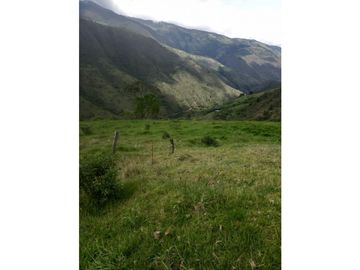 FINCA PRODUCTIVA EN VENTA TENERIFE EL CERRITO VALLE  254 Hectáreas