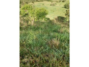 FINCA PRODUCTIVA EN VENTA TENERIFE EL CERRITO VALLE  254 Hectáreas