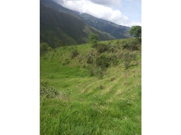 FINCA PRODUCTIVA EN VENTA TENERIFE EL CERRITO VALLE  254 Hectáreas