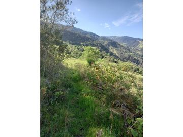 FINCA PRODUCTIVA EN VENTA TENERIFE EL CERRITO VALLE  254 Hectáreas