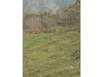 FINCA PRODUCTIVA EN VENTA TENERIFE EL CERRITO VALLE  254 Hectáreas