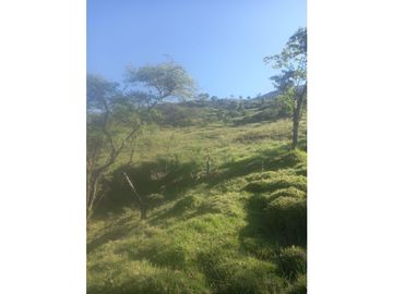 FINCA PRODUCTIVA EN VENTA TENERIFE EL CERRITO VALLE  254 Hectáreas