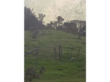 FINCA PRODUCTIVA EN VENTA TENERIFE EL CERRITO VALLE  254 Hectáreas