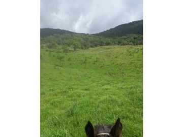 FINCA PRODUCTIVA EN VENTA TENERIFE EL CERRITO VALLE  254 Hectáreas