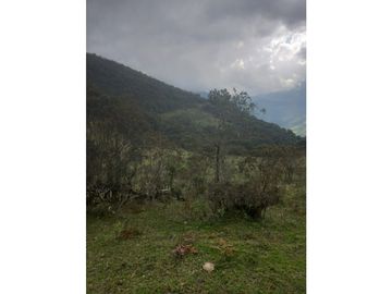 FINCA PRODUCTIVA EN VENTA TENERIFE EL CERRITO VALLE  254 Hectáreas