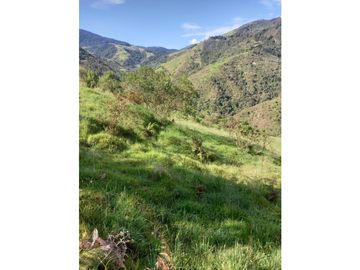FINCA PRODUCTIVA EN VENTA TENERIFE EL CERRITO VALLE  254 Hectáreas