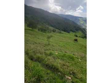 FINCA PRODUCTIVA EN VENTA TENERIFE EL CERRITO VALLE  254 Hectáreas