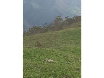 FINCA PRODUCTIVA EN VENTA TENERIFE EL CERRITO VALLE  254 Hectáreas