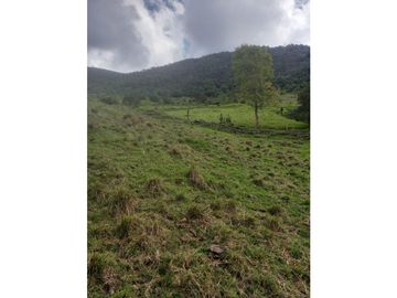 FINCA PRODUCTIVA EN VENTA TENERIFE EL CERRITO VALLE  254 Hectáreas