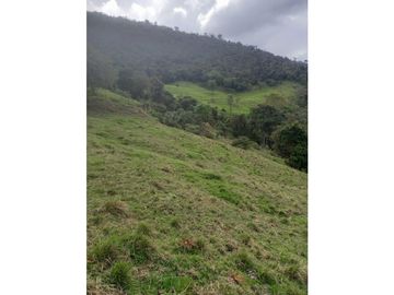 FINCA PRODUCTIVA EN VENTA TENERIFE EL CERRITO VALLE  254 Hectáreas