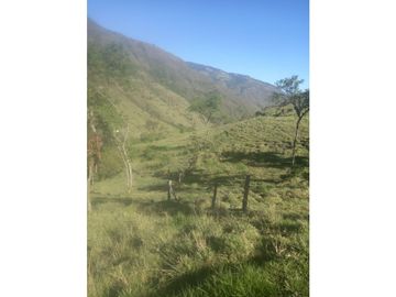 FINCA PRODUCTIVA EN VENTA TENERIFE EL CERRITO VALLE  254 Hectáreas