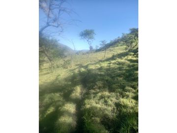 FINCA PRODUCTIVA EN VENTA TENERIFE EL CERRITO VALLE  254 Hectáreas