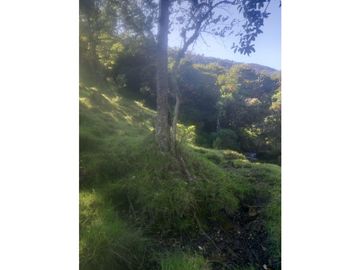 FINCA PRODUCTIVA EN VENTA TENERIFE EL CERRITO VALLE  254 Hectáreas