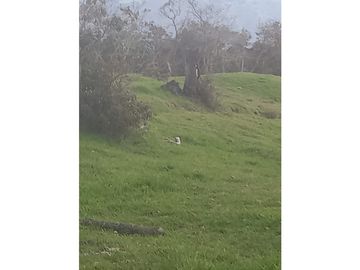 FINCA PRODUCTIVA EN VENTA TENERIFE EL CERRITO VALLE  254 Hectáreas