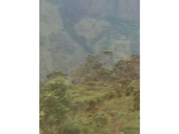 FINCA PRODUCTIVA EN VENTA TENERIFE EL CERRITO VALLE  254 Hectáreas