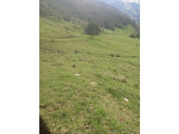 FINCA PRODUCTIVA EN VENTA TENERIFE EL CERRITO VALLE  254 Hectáreas
