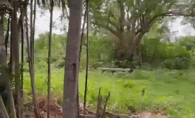 620045.0sqm Lot for Sale in Calatagan, Batangas - RS4902684