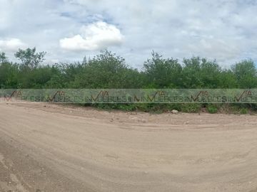 Los girasoles
