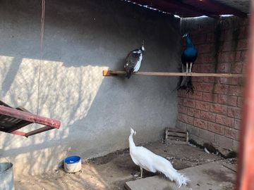 Ranchos en Venta en San Isidro