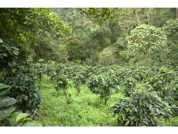 ¡OPORTUNIDAD! Finca 7.9Ha, 350+m río, laguna, bosque y agua cristalina