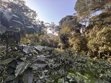 ¡OPORTUNIDAD! Finca 7.9Ha, 350+m río, laguna, bosque y agua cristalina