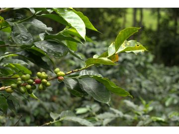 ¡OPORTUNIDAD! Finca 7.9Ha, 350+m río, laguna, bosque y agua cristalina