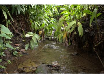 ¡OPORTUNIDAD! Finca 7.9Ha, 350+m río, laguna, bosque y agua cristalina