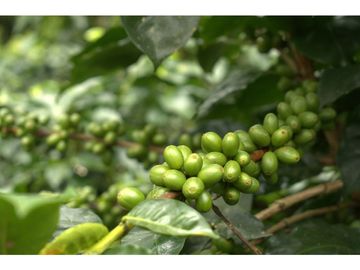 ¡OPORTUNIDAD! Finca 7.9Ha, 350+m río, laguna, bosque y agua cristalina