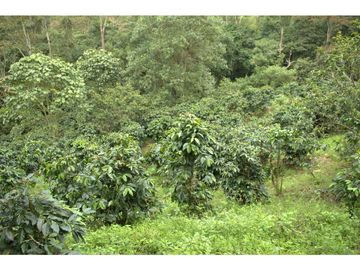 ¡OPORTUNIDAD! Finca 7.9Ha, 350+m río, laguna, bosque y agua cristalina