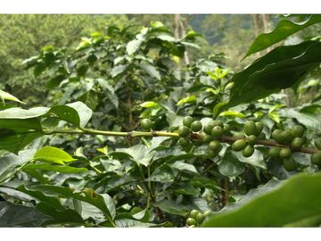 ¡OPORTUNIDAD! Finca 7.9Ha, 350+m río, laguna, bosque y agua cristalina