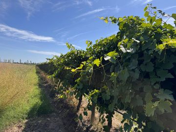 VENTA FINCA EN SAN RAFAEL EN PRODUCCION