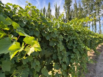 VENTA FINCA EN SAN RAFAEL EN PRODUCCION