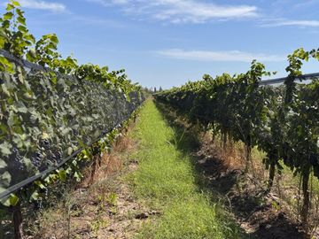 VENTA FINCA EN SAN RAFAEL EN PRODUCCION