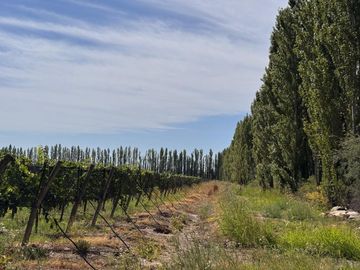 VENTA FINCA EN SAN RAFAEL EN PRODUCCION