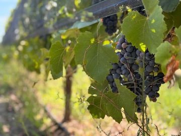 VENTA FINCA EN SAN RAFAEL EN PRODUCCION