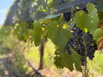 VENTA FINCA EN SAN RAFAEL EN PRODUCCION