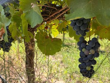 VENTA FINCA EN SAN RAFAEL EN PRODUCCION