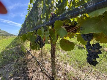 VENTA FINCA EN SAN RAFAEL EN PRODUCCION