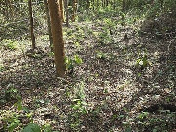 Terreno en Venta, 4 Ha sin construcciones, Valladolid-Temozon, Yuc.