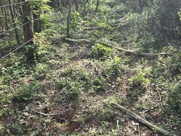 Terreno en Venta, 4 Ha sin construcciones, Valladolid-Temozon, Yuc.