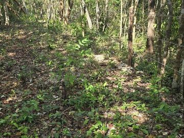 Terreno en Venta, 4 Ha sin construcciones, Valladolid-Temozon, Yuc.