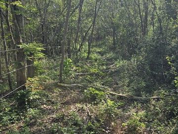 Terreno en Venta, 4 Ha sin construcciones, Valladolid-Temozon, Yuc.