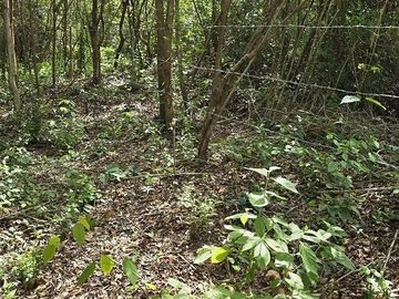Terreno en Venta, 4 Ha sin construcciones, Valladolid-Temozon, Yuc.