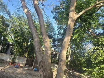¡Terreno con Cenote en venta! Valladolid, Yucatán.