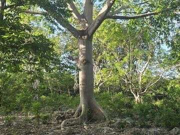 ¡Terreno con Cenote en venta! Valladolid, Yucatán.