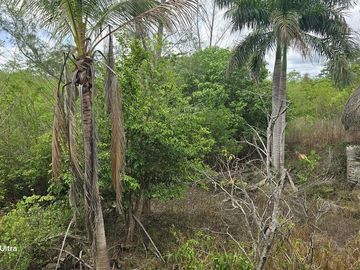 ¡Excelente Rancho en venta! Tizimin, Yucatán.