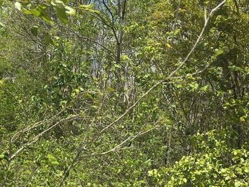 ¡Excelente Rancho en venta! Tizimin, Yucatán.