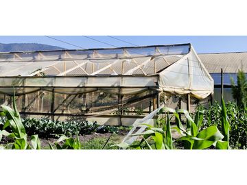 Venta de parcela de 10.000 m2., en venta en San Pedro, Quillota. Árboles y hortalizas en producción.