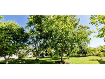 Venta de parcela de 10.000 m2., en venta en San Pedro, Quillota. Árboles y hortalizas en producción.