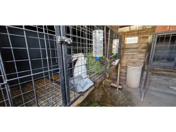 Venta de parcela de 10.000 m2., en venta en San Pedro, Quillota. Árboles y hortalizas en producción.